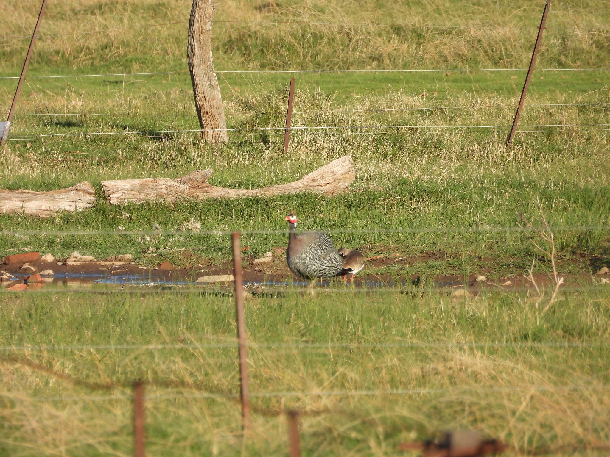 Helmeted Guineafowl