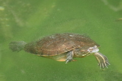 Trachemys decussata