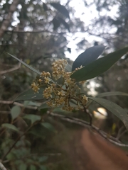 Pterocelastrus rostratus