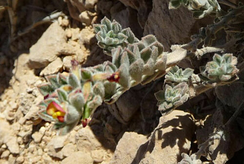 Pseudolotus villosus