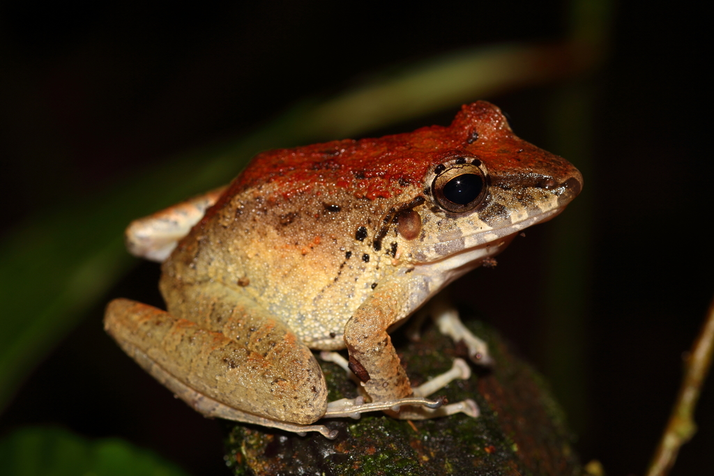 Northern Rainfrogs