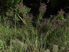 Vernonia lindheimeri