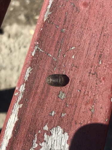 Trilobita