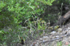 Festuca occidentalis