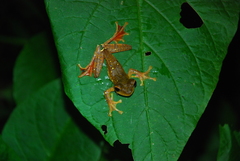 Rhacophorus margaritifer