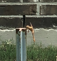 Libellula croceipennis