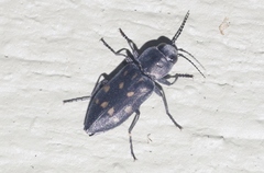 Melanophila consputa