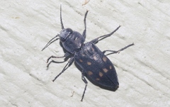 Melanophila consputa