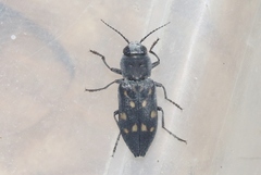 Melanophila consputa