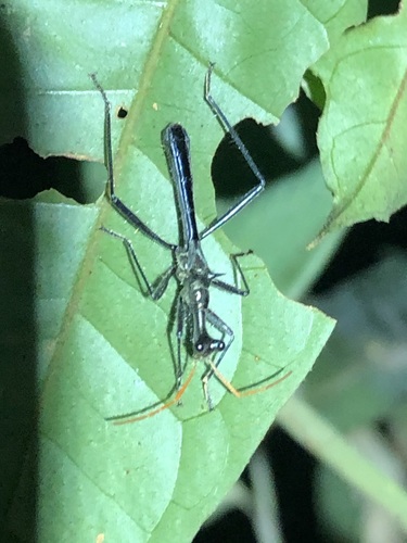 Vasarhelyecoris ophthalmicus