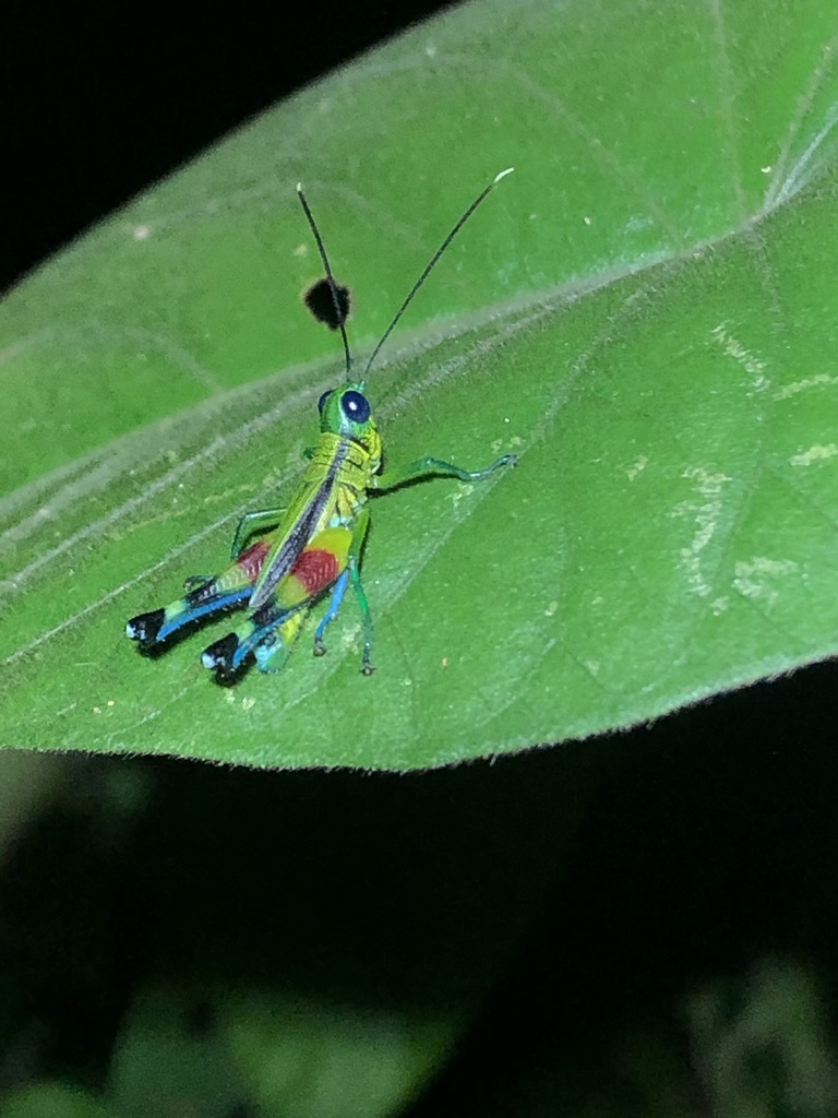 Pseudoutanacris chromobapta