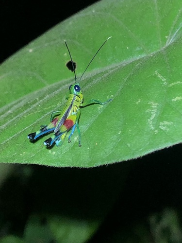 Pseudoutanacris chromobapta