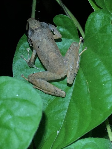 Reichle's Robber Frog, Pristimantis reichlei