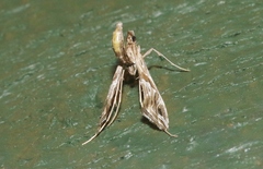 Lineodes integra