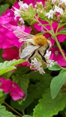 Bombus