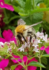 Bombus