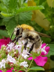 Bombus