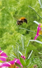 Bombus