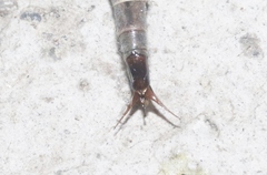 Tipula vittatipennis