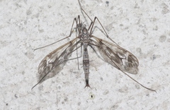 Tipula vittatipennis