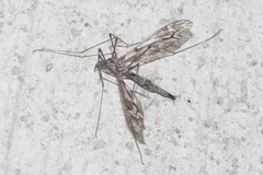 Tipula vittatipennis