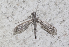 Tipula vittatipennis