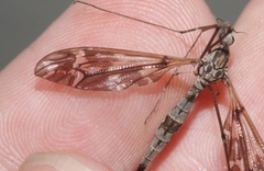 Tipula vittatipennis