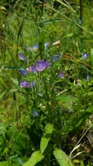 Echium plantagineum