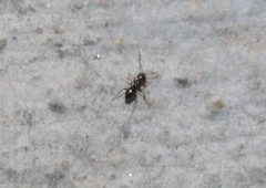 Brachymyrmex patagonicus