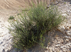 Haloxylon negevensis