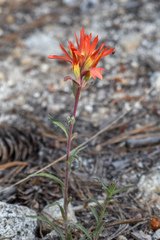 Castilleja pruinosa