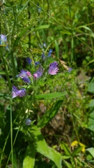 Echium plantagineum