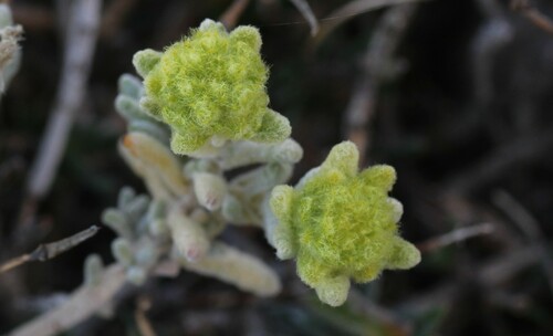 Image of Teucrium aureum by (c) Bastien Le Mort, some rights reserved (CC BY)