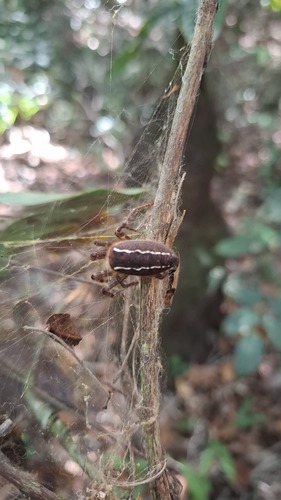 Kapogea sexnotata