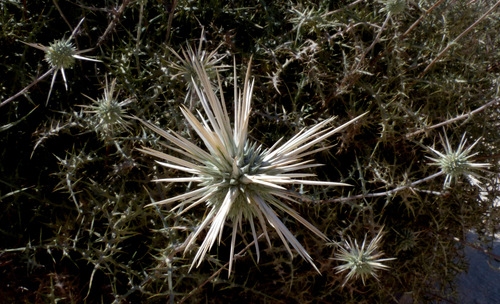Echinops polyceras Boiss.