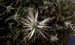 Echinops polyceras