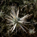Echinops polyceras - Photo (c) Ron Frumkin, algunos derechos reservados (CC BY-NC), subido por Ron Frumkin