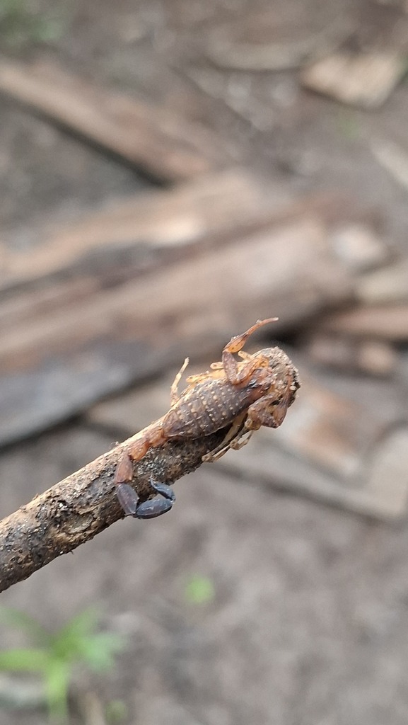 Tityus clathratus