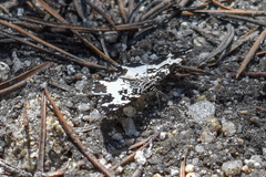 Rheumaptera hastata