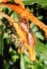 Agonoscelis venosa