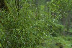 Salix eleagnos