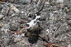 Rheumaptera hastata