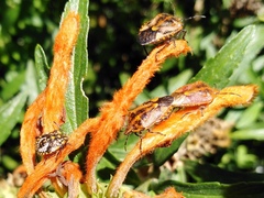Agonoscelis venosa