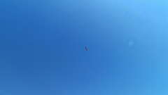 Haliaeetus leucogaster