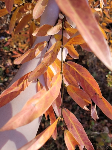 Image of Willow-Leaf Spicebush (Lindera angustifolia) by no rights reserved