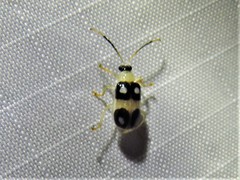 Diabrotica biannularis