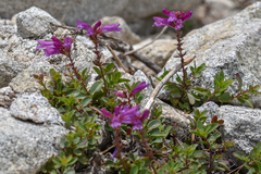 Penstemon davidsonii