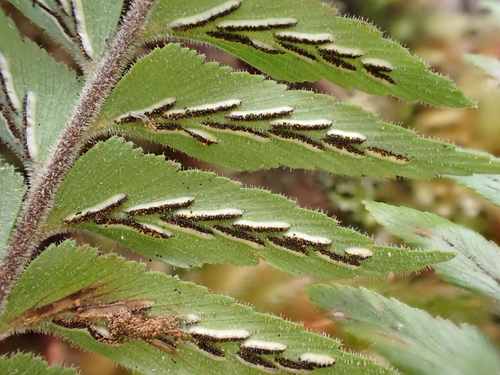 Asplenium contiguum var. hirtulum