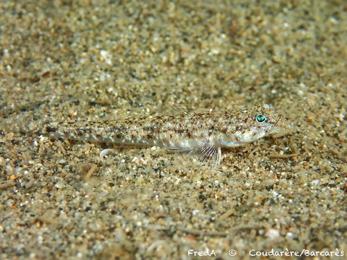 Marbled Goby, photo 7 of 10