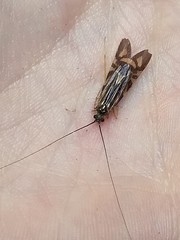 Macrostemum zebratum